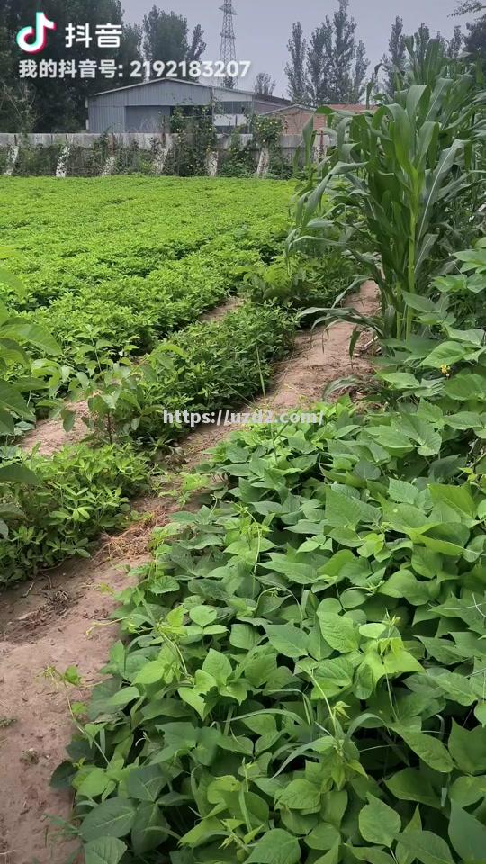 不莱梅惨败如梦，主场失利难堪挫折